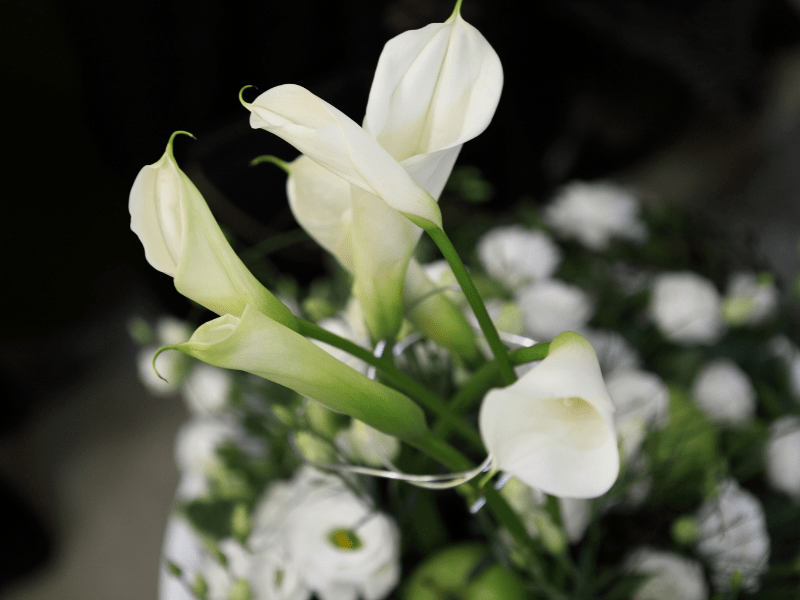 a close up of white flowers