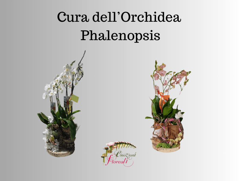 Cura dell’orchidea Phalenopsis